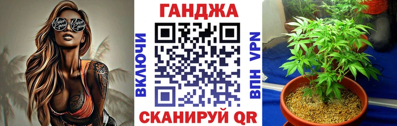 Конопля сатива  Цивильск 